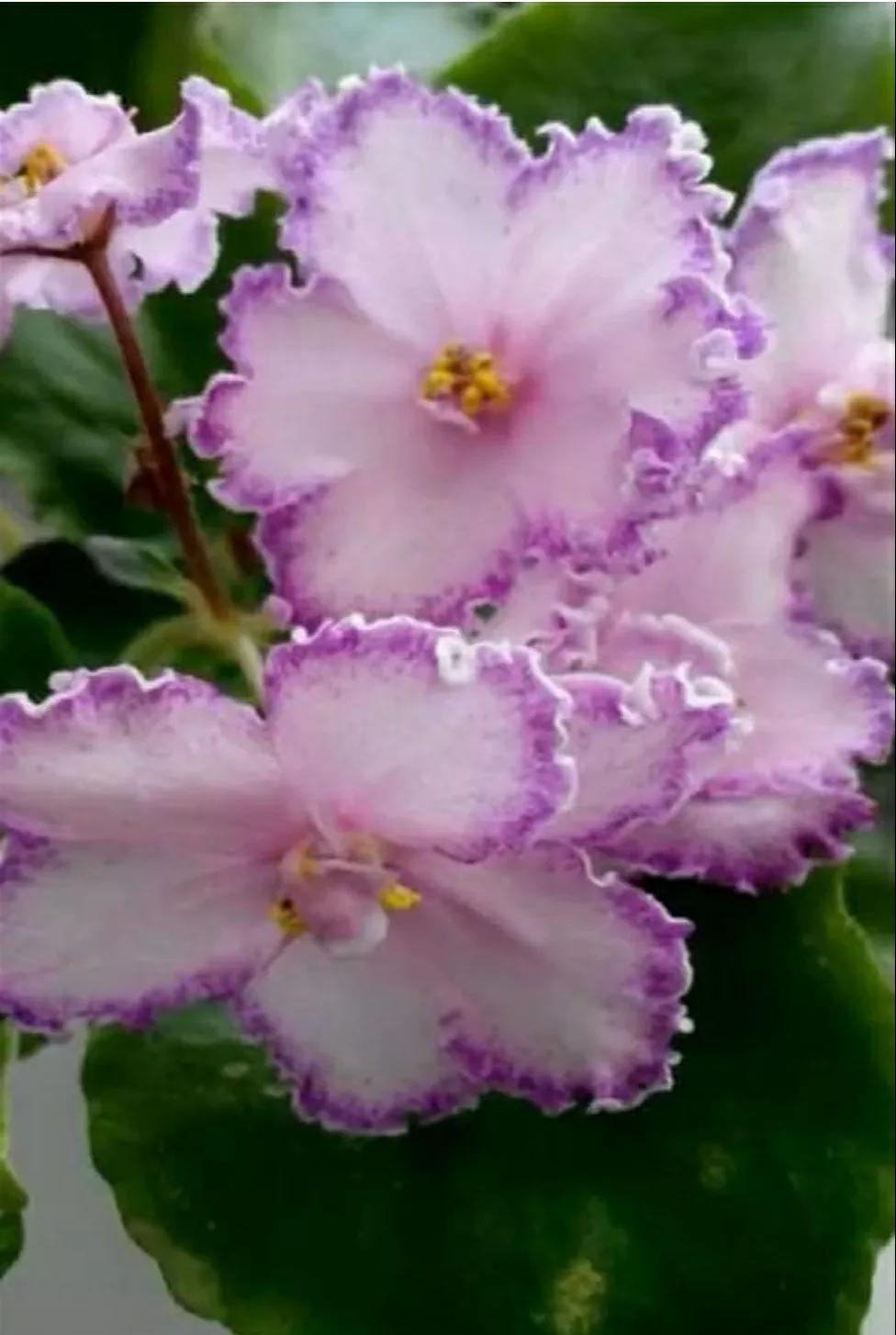 芳踪难觅濒危花！清新治愈篇：沙漠高原是吾家，豹子花的春天来了