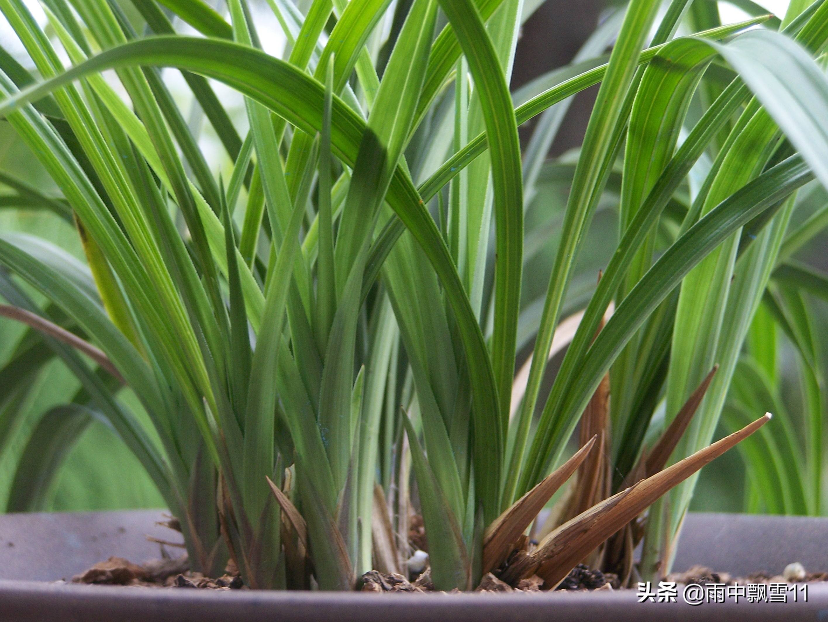 兰花怎么养才能一年四季开花,兰花开花后养殖方法和技巧