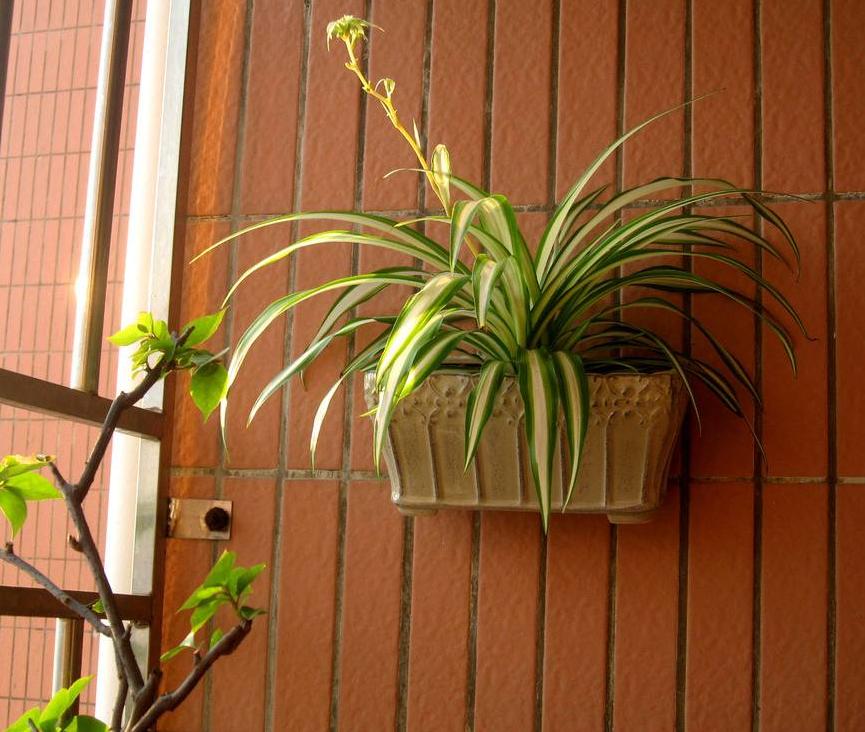 适合放在楼梯角落的植物,适合摆客厅角落的大型植物