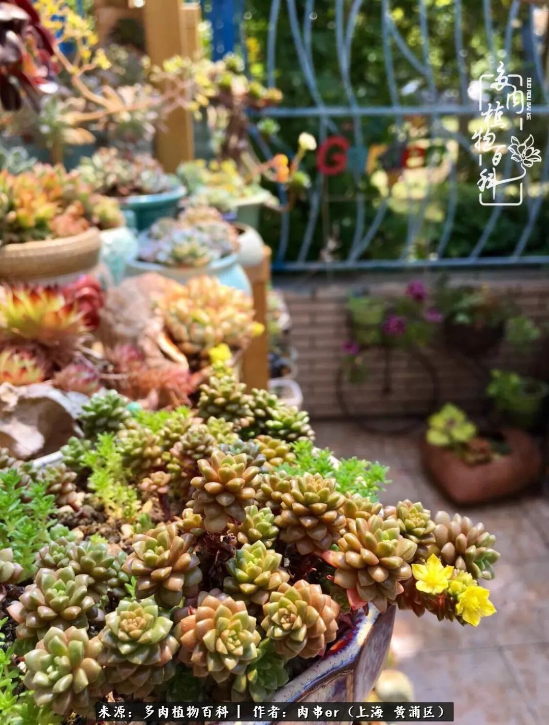 怎么用原相机拍多肉更好看,多肉怎么拍摄好看