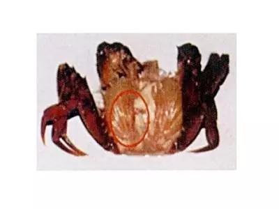 河蟹杀过纤毛虫多久能换水,河蟹纤毛虫可以用硫醚沙星吗