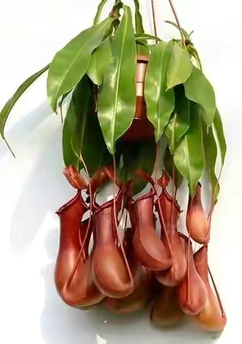 春暖花开的季节感谢大自然的馈赠,好香的蜂蜜感谢大自然的馈赠