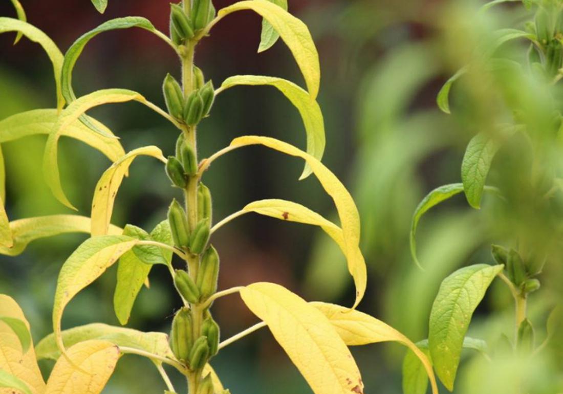 芝麻种植技术和收割方法,芝麻能重茬种植吗