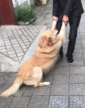 这些狗看上去高大威猛，实际上就是“胆小鬼”