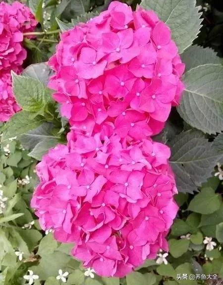 一至十二月的花期,12月到2月份的花期