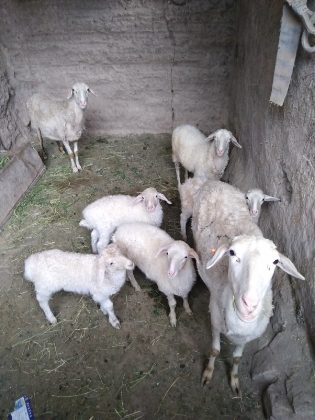 母羊怀孕三个月落胎怎么办,妊娠母羊的饲养与管理