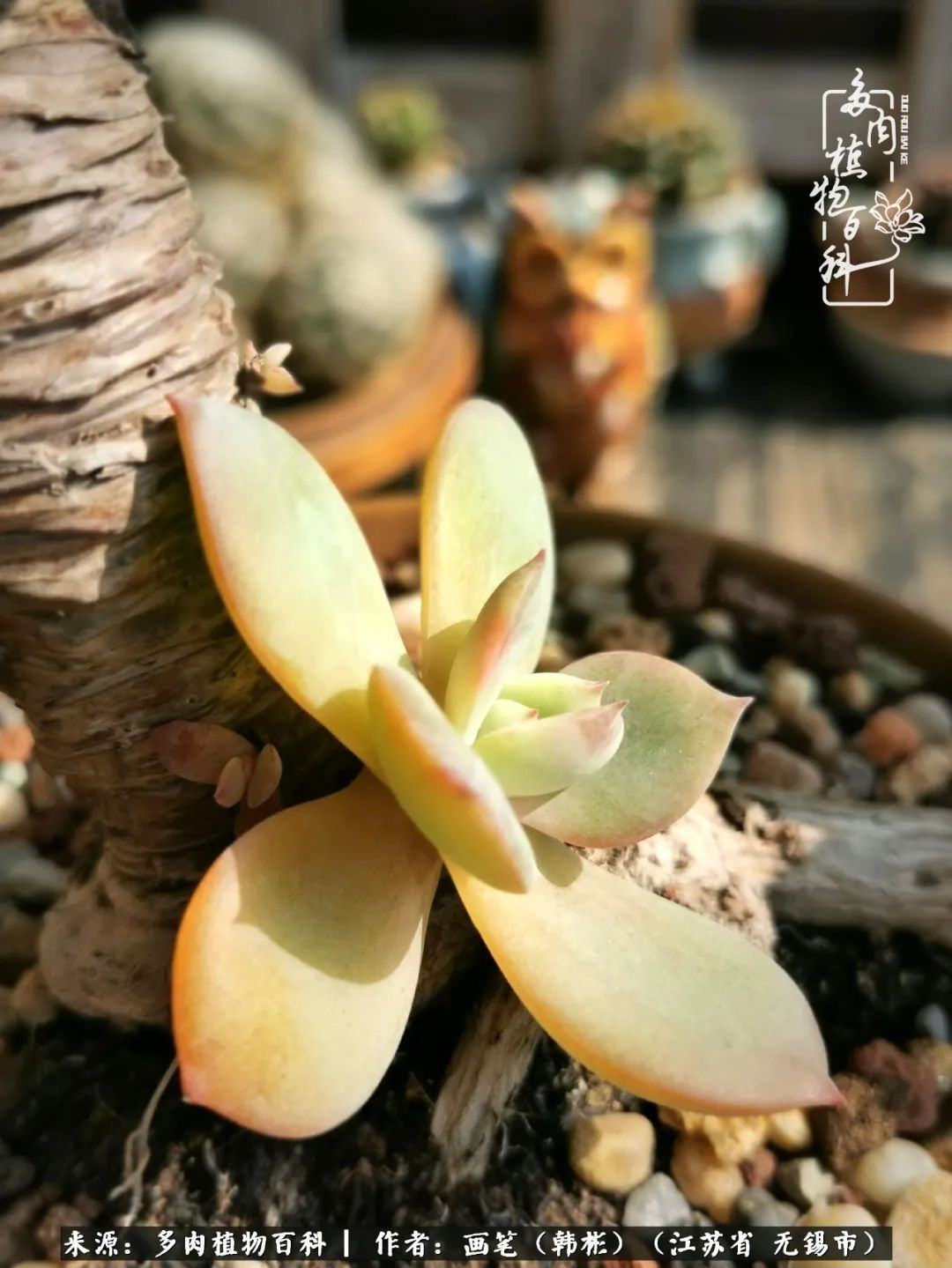 阳台多肉花园简直美翻了,适合男生养的多肉