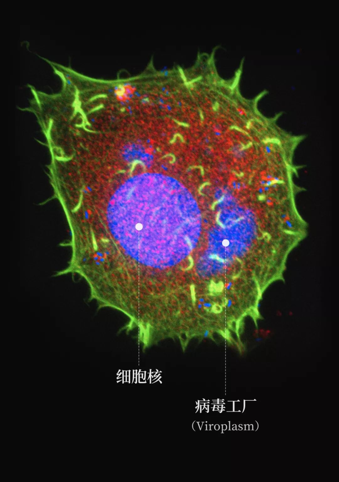 人体防卫战,人体痛点攻击技巧