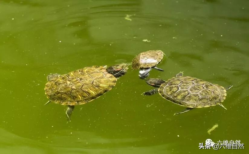 巴西龟太无情，成年龟组队联手咬死同类小龟，却不吞食不是为食物