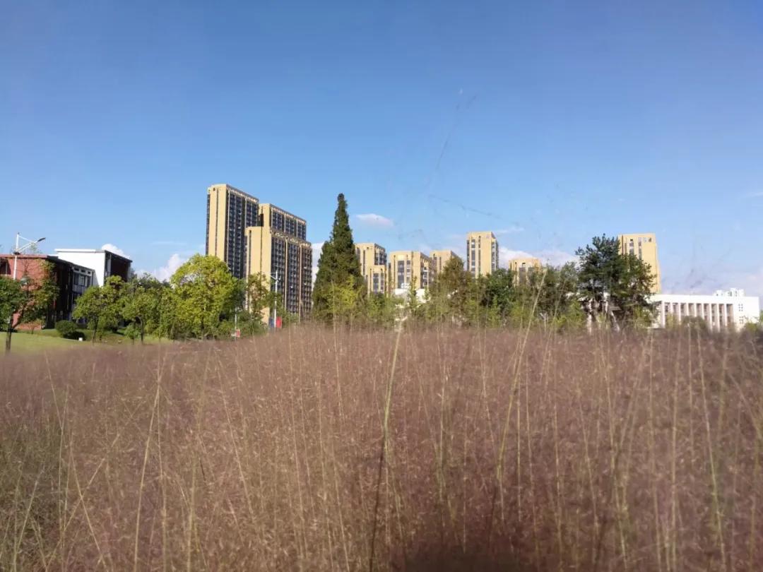 金的功用,金的功能主治