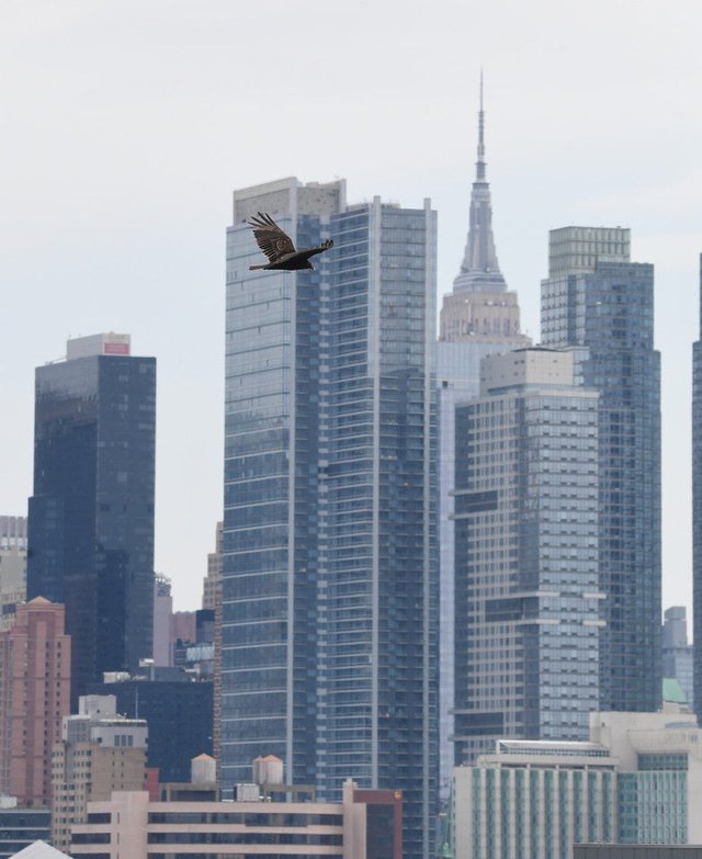 野猪、美洲狮“进城”都不稀奇，它的到来却让无数纽约人毛骨悚然