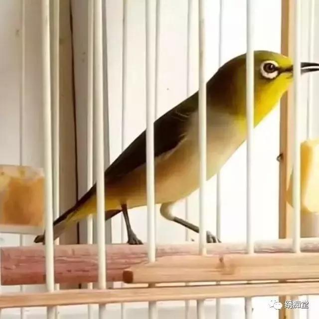 纹绣的基本知识和理论,养绣眼讲究