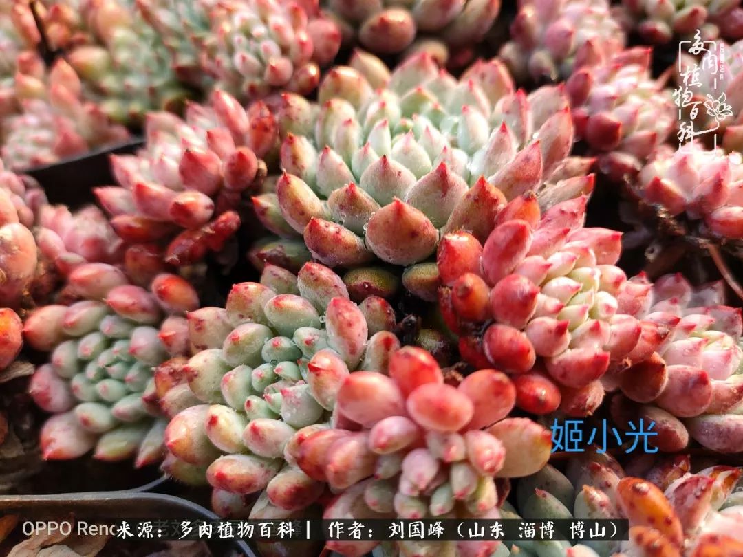 冬季室温20度以上多肉怎么养,贵的不一定就是好的便宜的