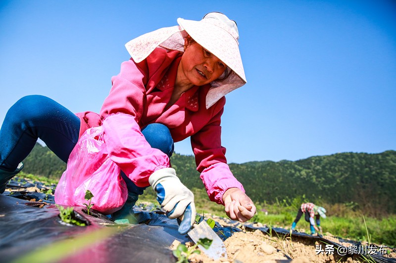 江西萍乡高质量推进乡村振兴,萍乡乡村振兴与脱贫攻坚
