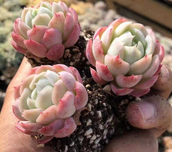 多肉叶片喷水有助上色吗,给多肉上色的最佳方法