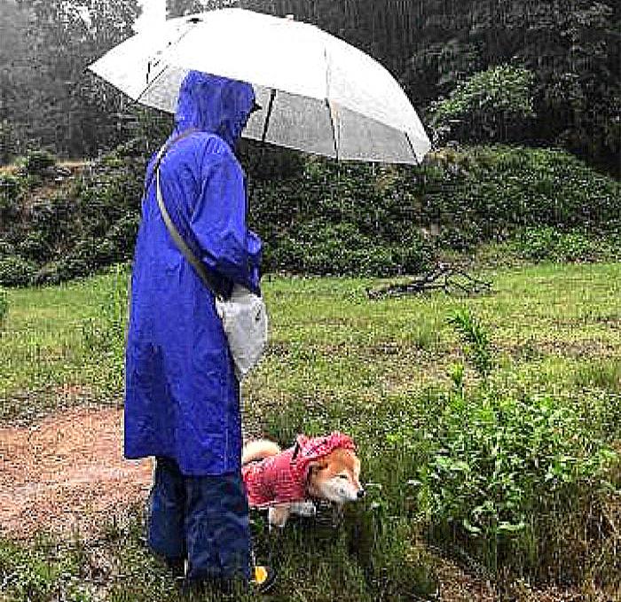 柴犬为什么喜欢恶劣天气,台风天老人遛柴犬