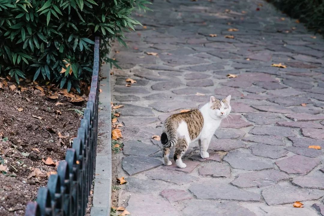 魔都最值得逛的马路,魔都网红马路视频