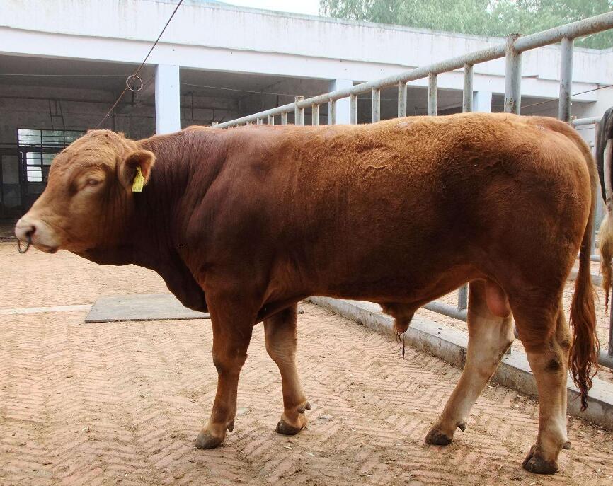 黄牛喂养配方,断奶小黄牛饲喂方法