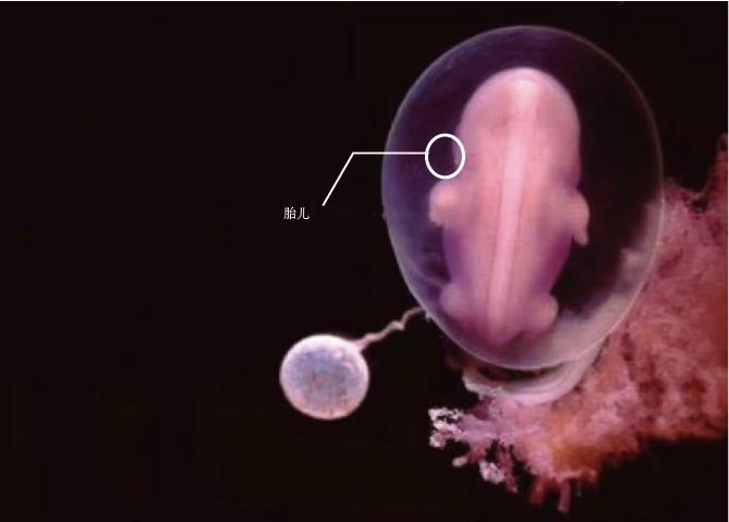 一个婴儿诞生的全过程,婴儿诞生全过程视频