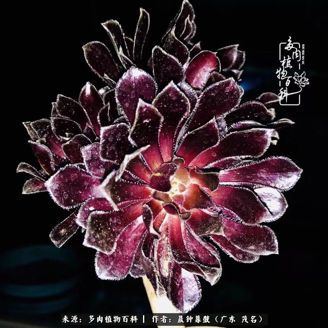 轻轻地告诉你,我的多肉也曾美过,不信你看看