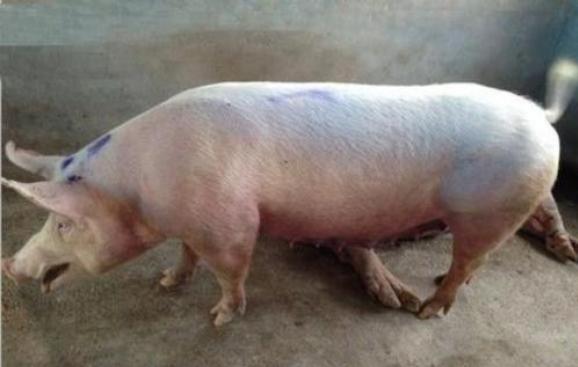 猪长期咳嗽怎么治,如何正确的预防猪咳嗽