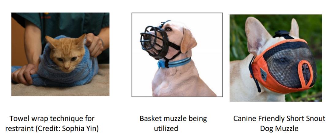 有什么方法可以防止猫狗进来,猫狗怕得什么病