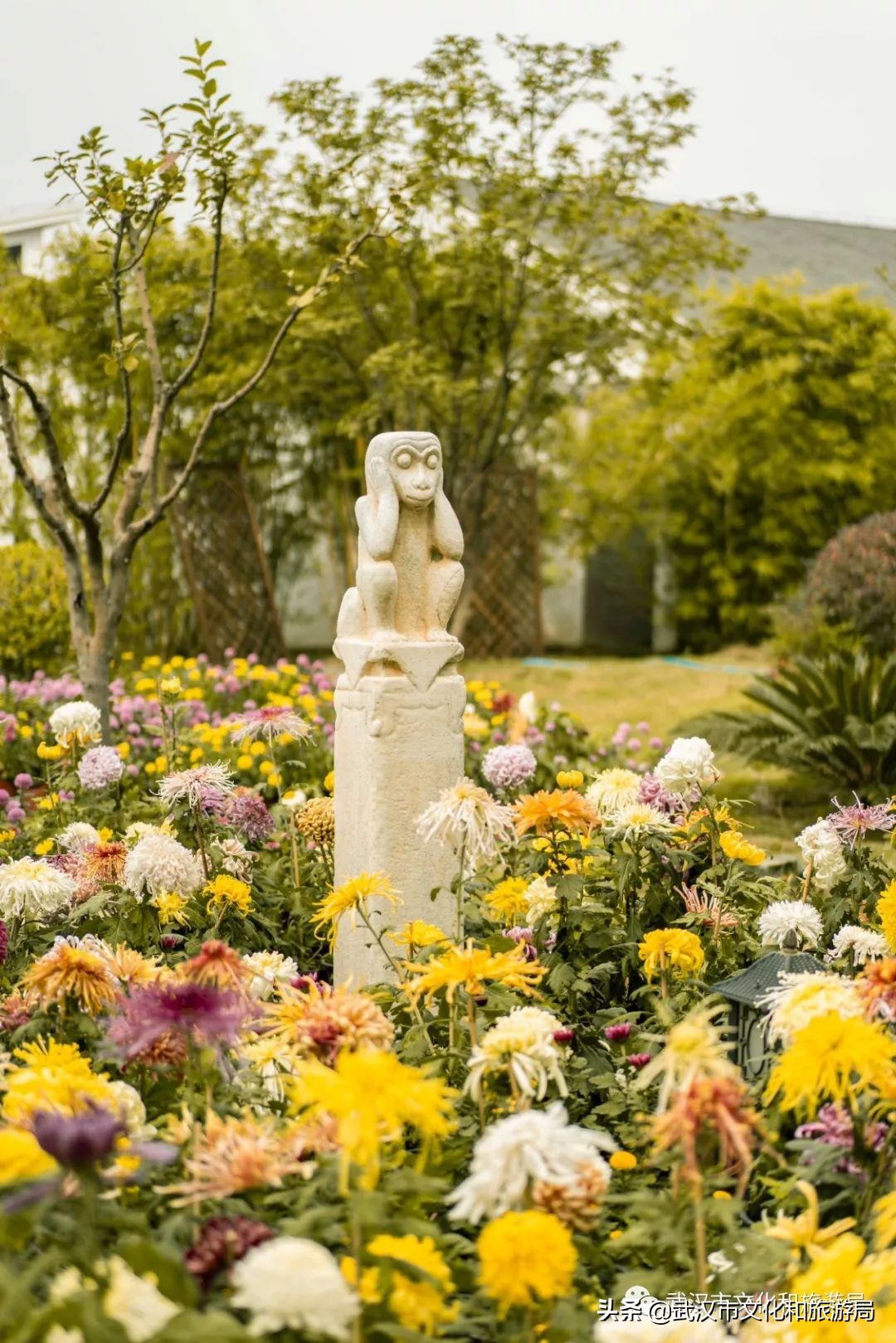 花点时间武汉东湖樱花园,武汉花点时间