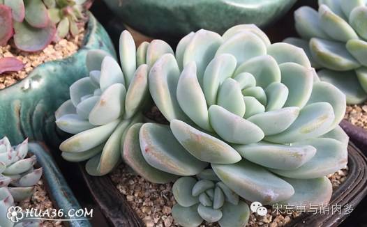 多肉月影系有哪些品种,月影系多肉品种大全