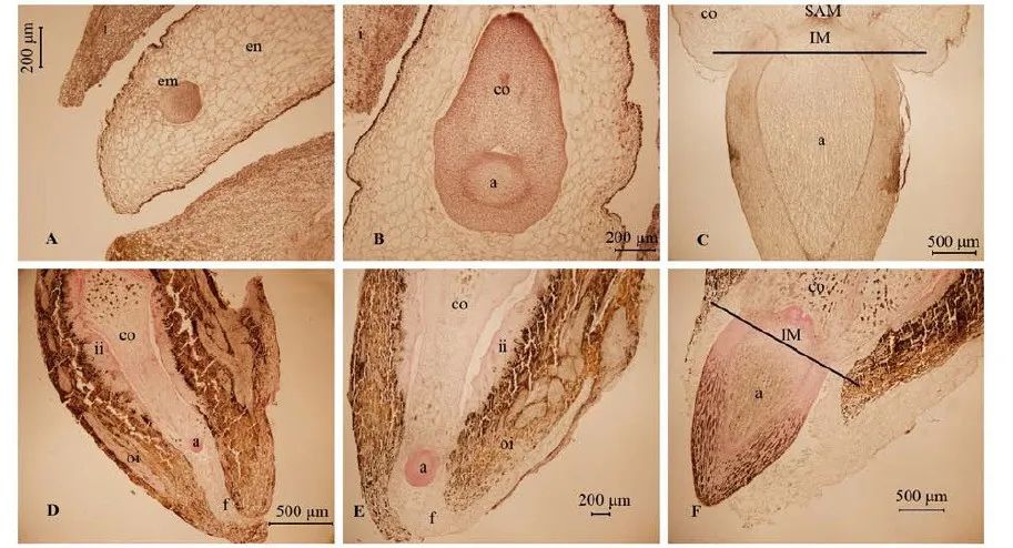 当别的种子匆匆离家，这些种子却在妈妈身上发芽