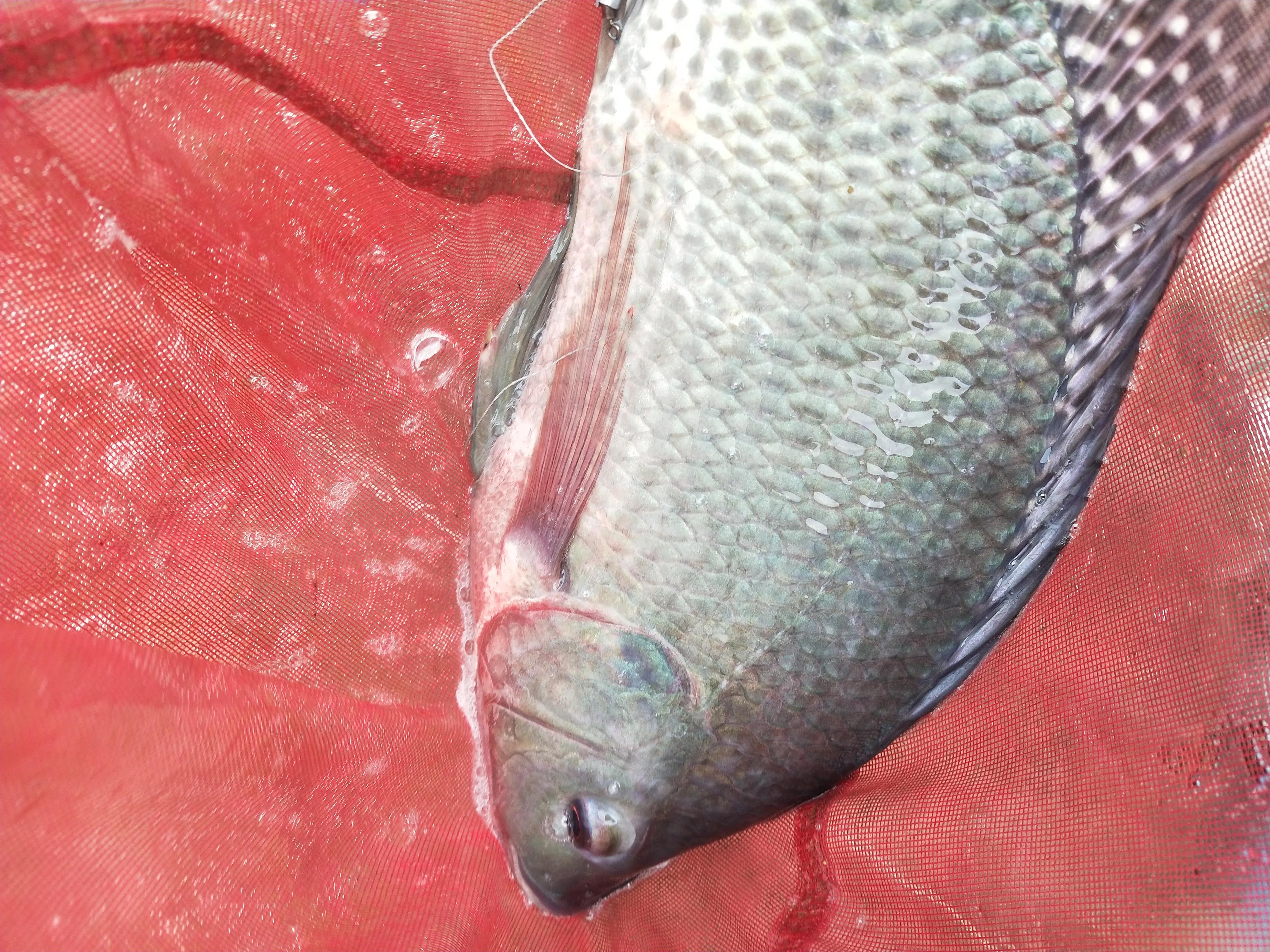 自制冷冻饵野钓效果,自己做大罗非专用饵