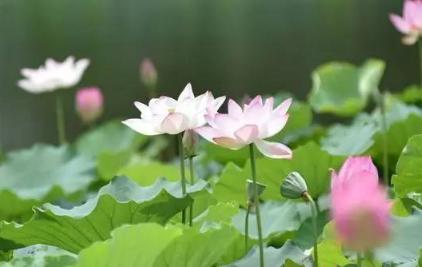 惠州最好玩的路线,惠州7路公交车行驶路线