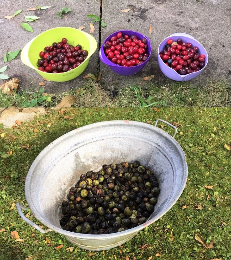 如果气温变冷需要准备什么,温度降到几度花搬到室内