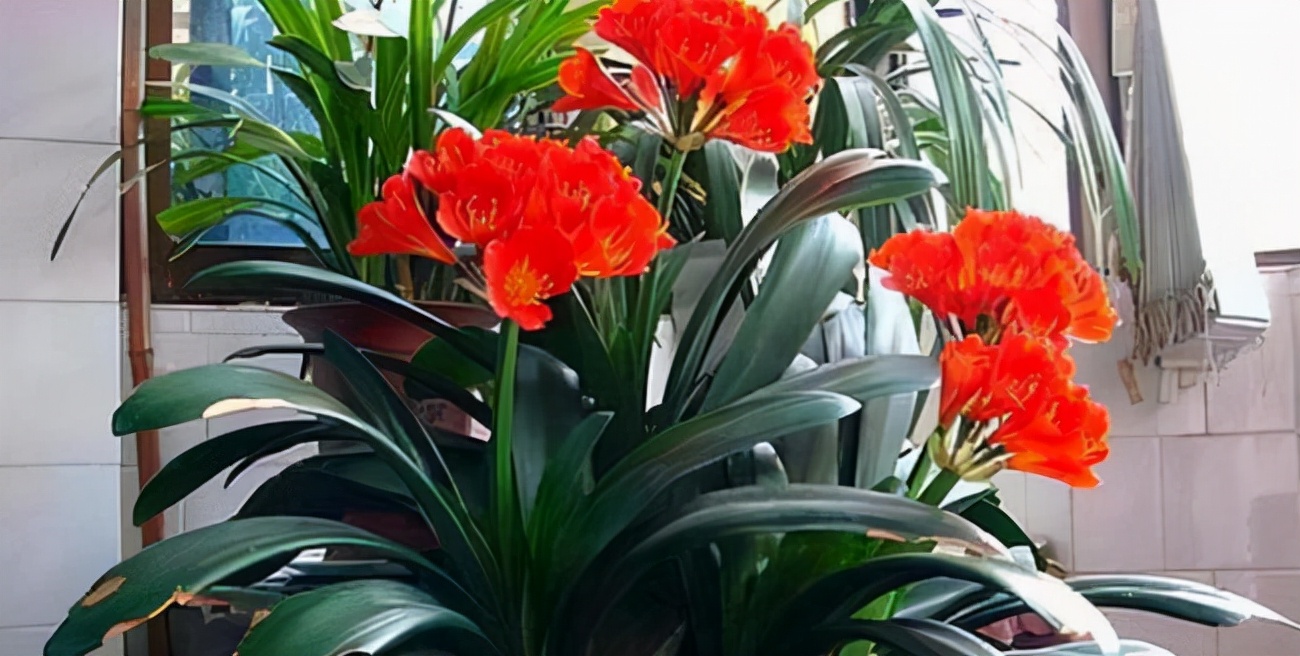 养花人养的花都有哪些,什么花养人又健康又好养