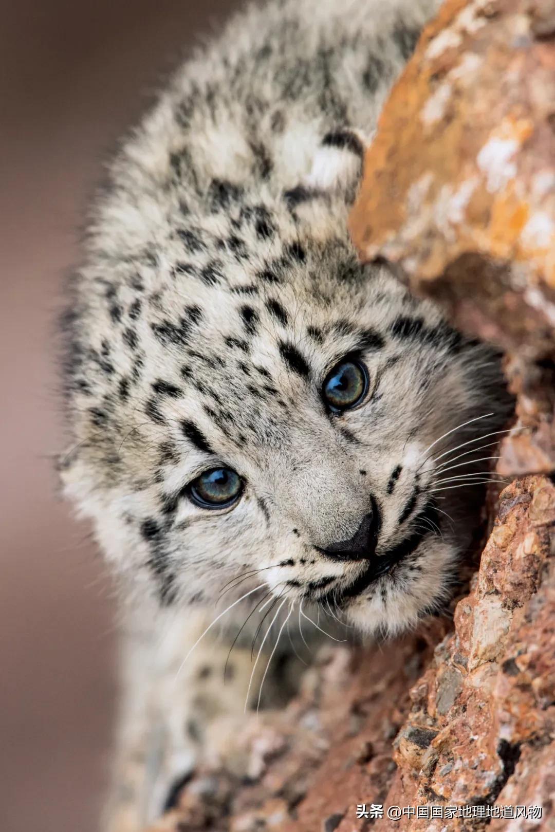 中国五大国家公园,中国十大私藏国家公园