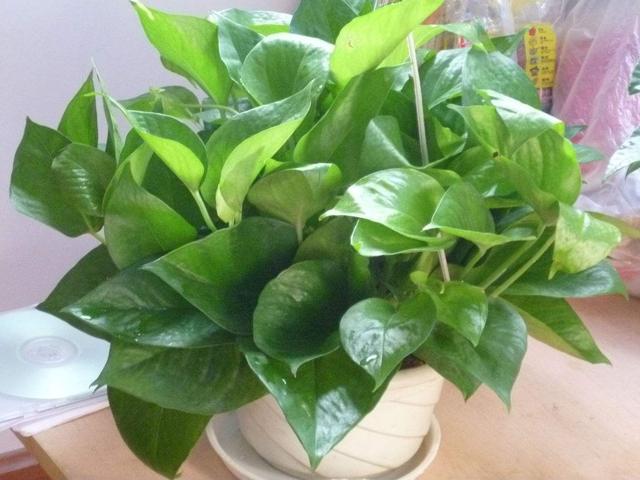 绿萝怎么才不烂根黄叶,绿萝过冬不断黄叶是这几点在作祟