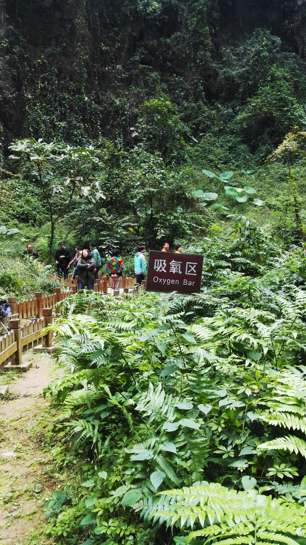 湖南巴马长寿之乡的秘密,广西巴马长寿乡养生之旅