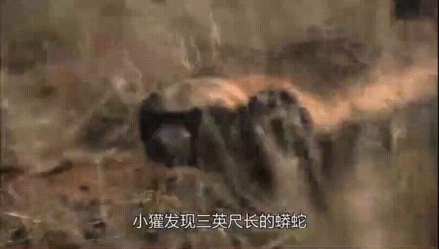 跟狮子抢肉，怼非洲鬣狗，看硬核“平头姐”成长史！