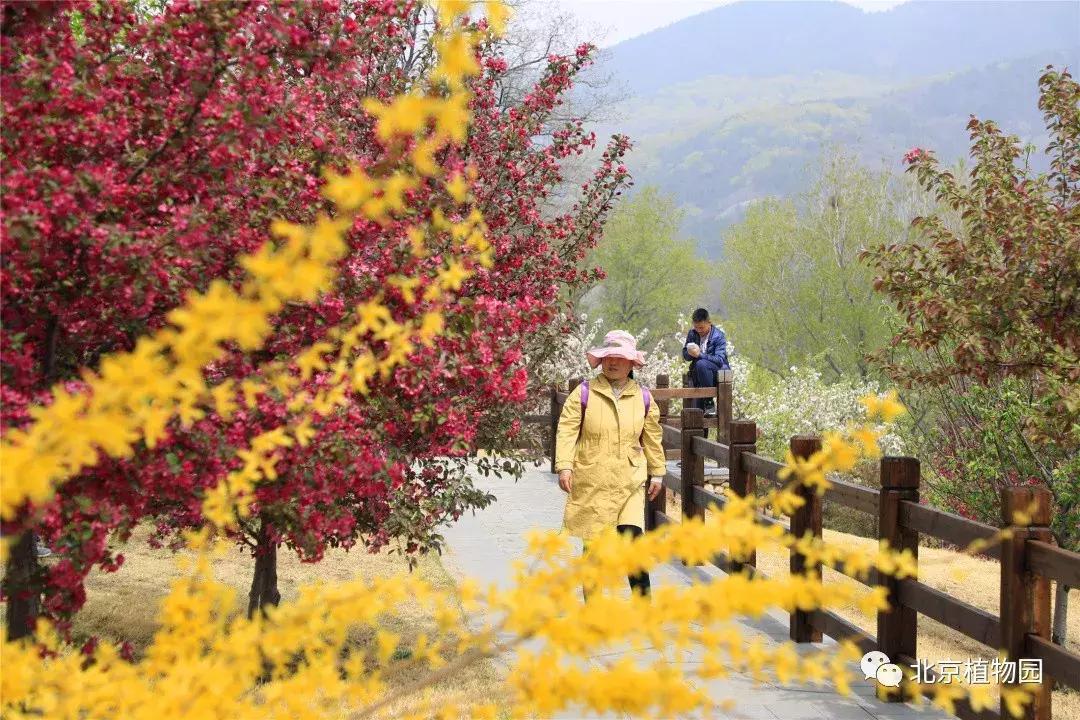 中国科学院植物研究所北京植物园,北京植物园有牡丹花还有什么花