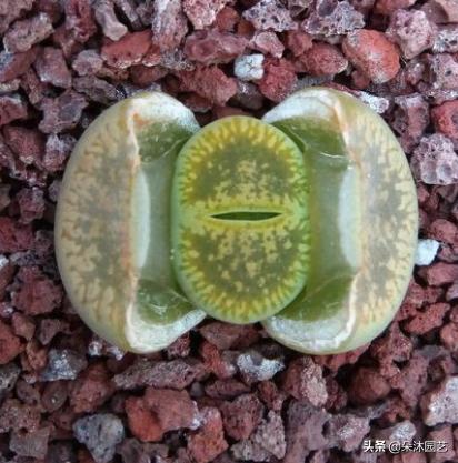 生石花扒皮看什么,生石花皮要扒吗