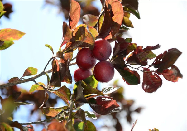 红叶李光雾扦插多长时间浇一次水,红叶李扦插繁殖技术图解大全