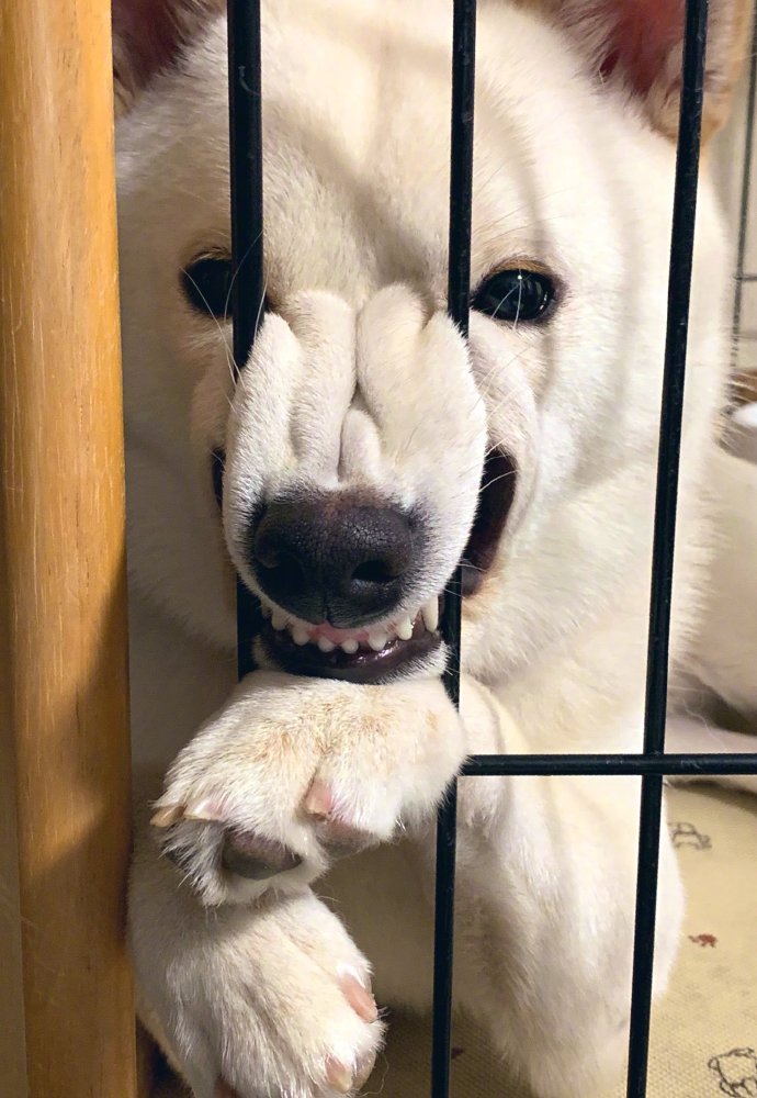 鼻子被压变形会恢复吗,鼻子被挤肿硬硬的