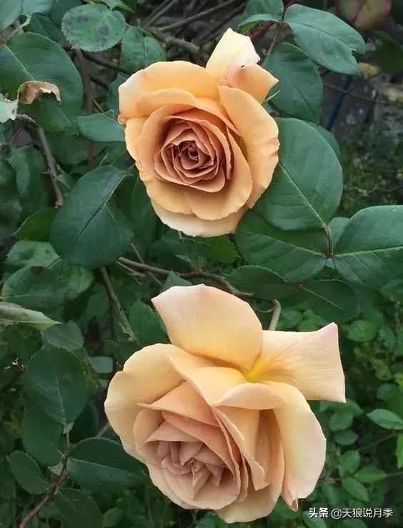 复古色月季什么品种的花好看,值得入手的复古色月季