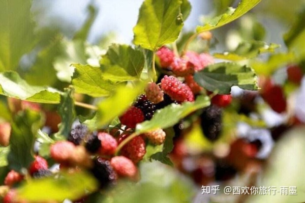 *疆新**瓜果攻略最好的季节配最美味的水果