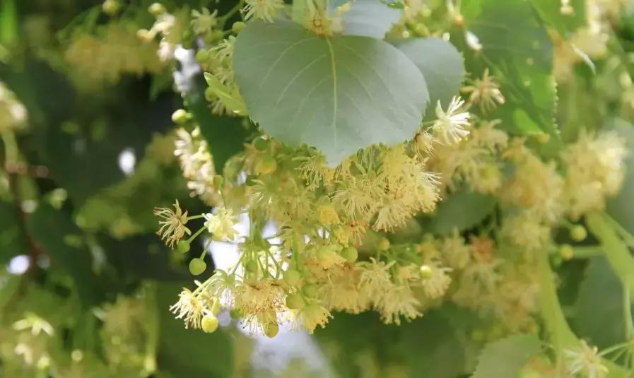 舌尖上的蜂蜜吃法,蜂蜜块嚼着吃推荐