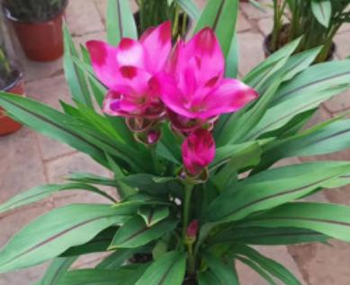 盆土里种块“姜”，7天发芽，30天后长出“大荷花”，太漂亮了