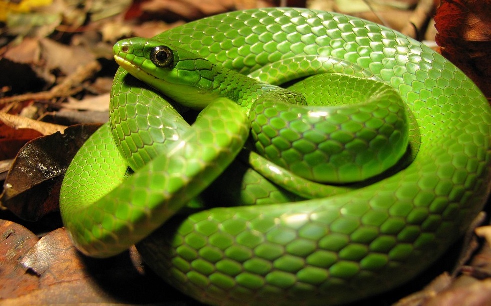 蛇最怕什么?真的不是雄黄粉,研究人员说明了原因