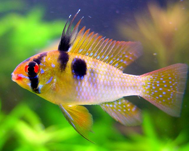 哪些观赏鱼不会伤害自己的宝宝,哪些观赏鱼不需要水草的