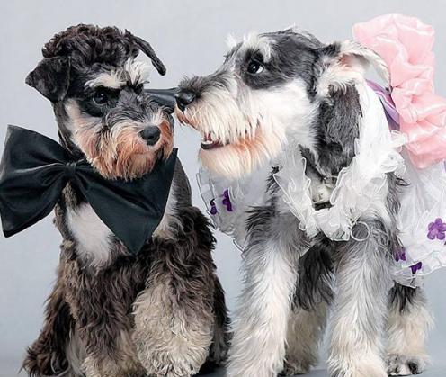 狗狗厌食的原因及解决方法,狗狗厌食的原因及解决办法