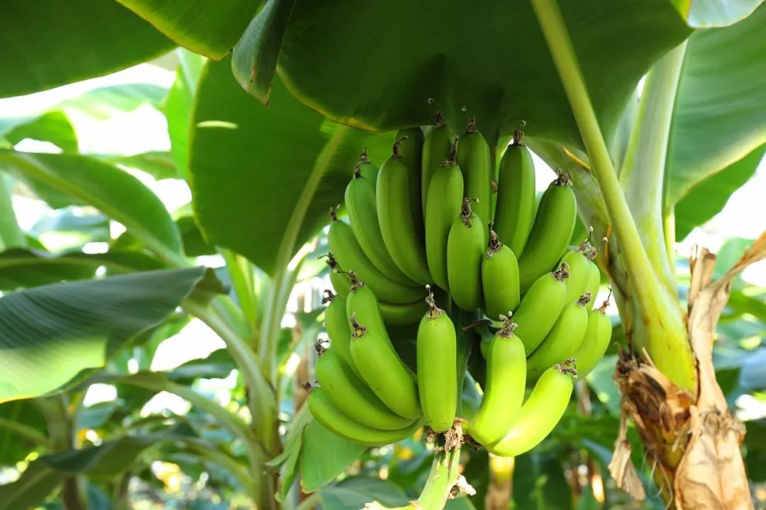 祖国颂|走进大梨树看小康