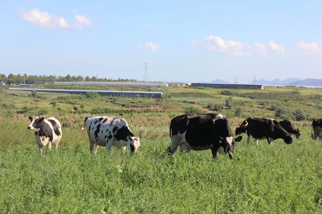 威海嘉盛乳业有限公司纯牛奶,威海嘉盛乳业早餐奶